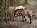 Wildpferde im Augsburger Stadtwald
